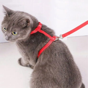 Cat Body Harness 3